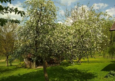 Jabłoń w ogródku